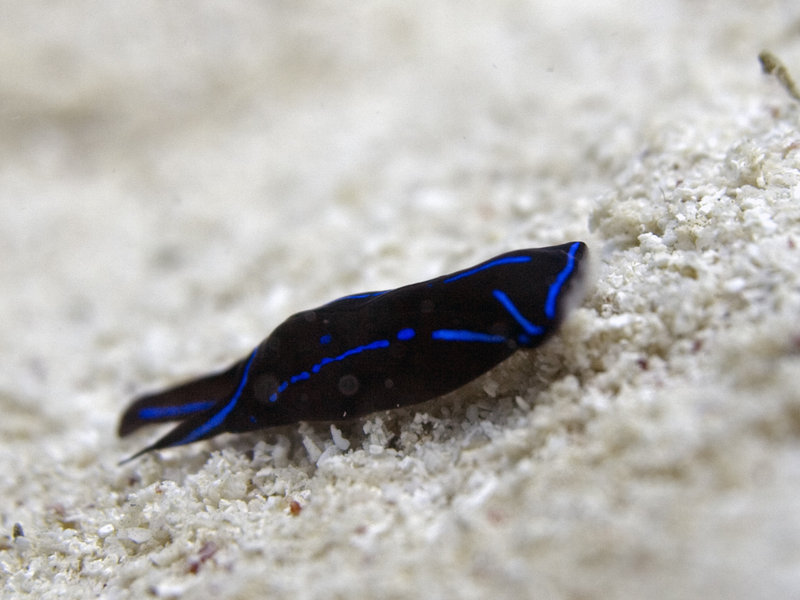Nudibranch, Wreck Point
